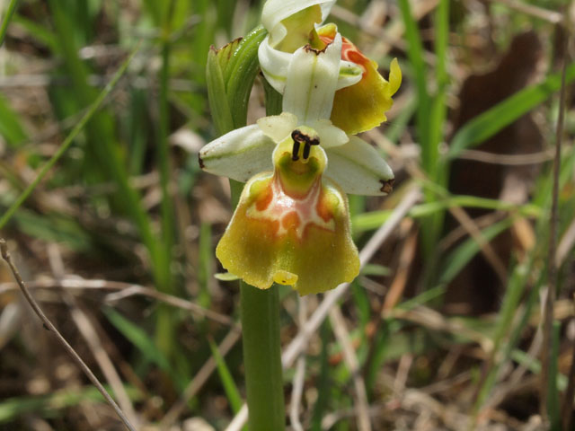 Ancora fioriture in Basilicata